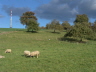 Weidende Schafe unter dem Sendemast